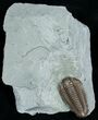 Very D, Prone Flexicalymene Trilobite - #5524-3